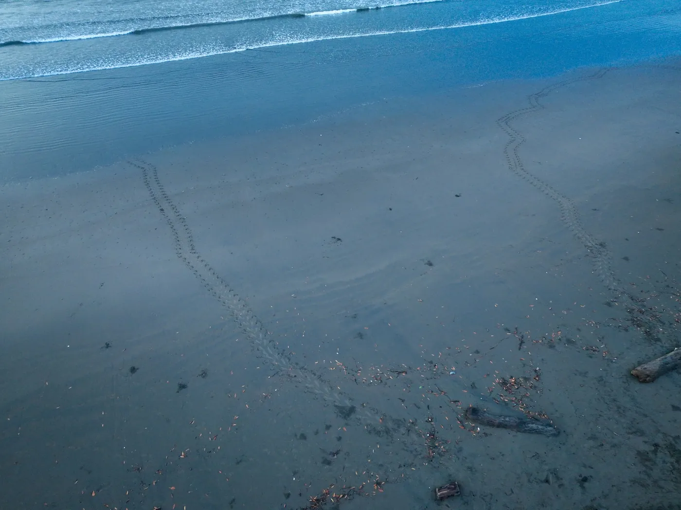 Sea turtle tracks crossing the sand toward the surf on Ostional Beach